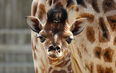 Baby boom au Zoo de La Boissière du Doré !