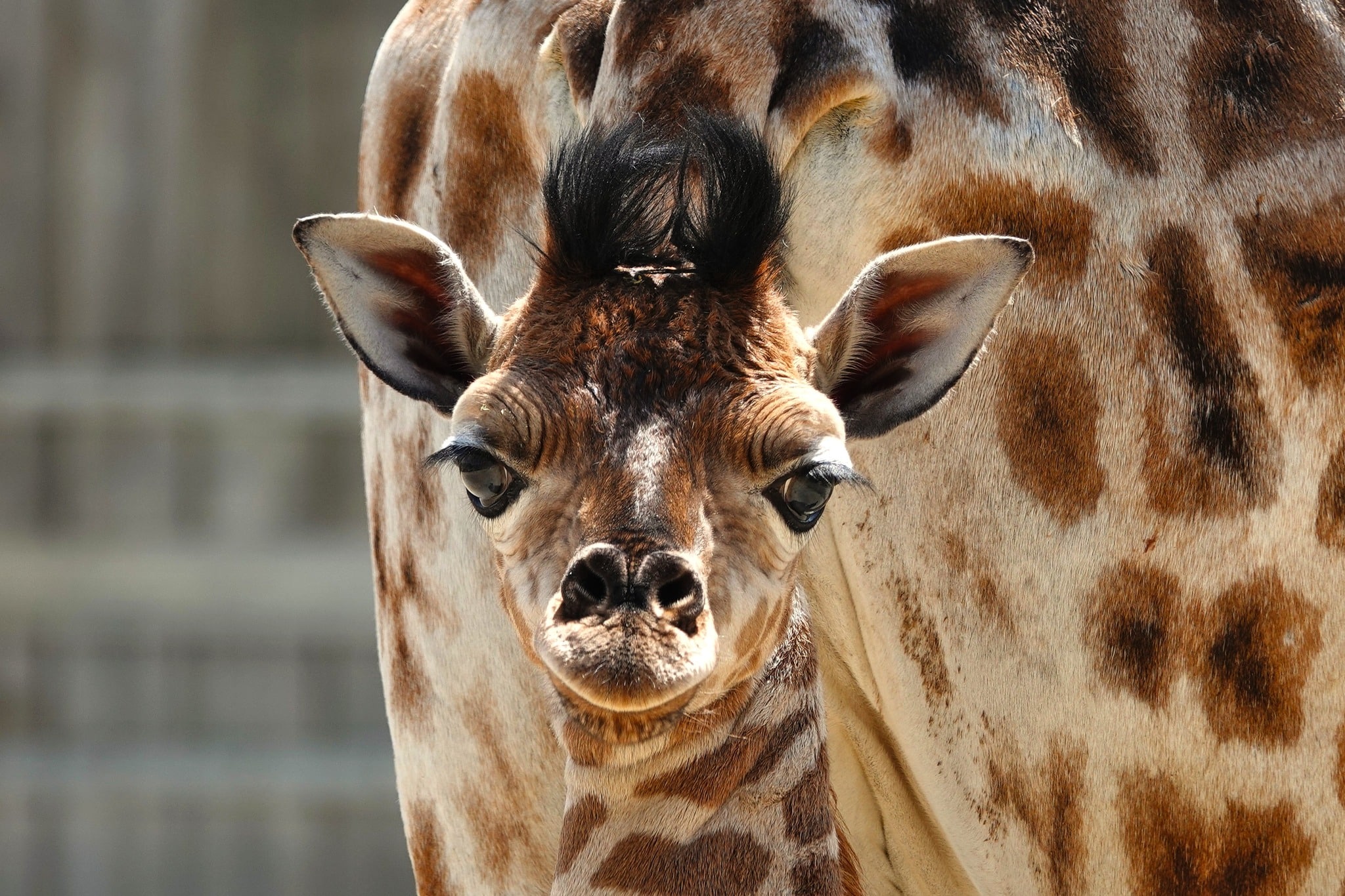 ©Melina Bigot (38) Girafon naissance Zoo Boissiere