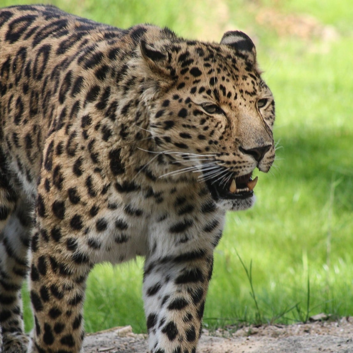 Panthère de l’Amour panthere de l'amour