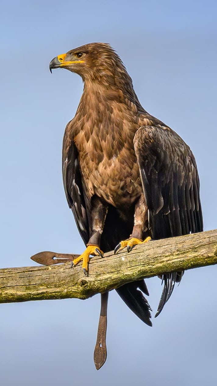 cigogne maguari