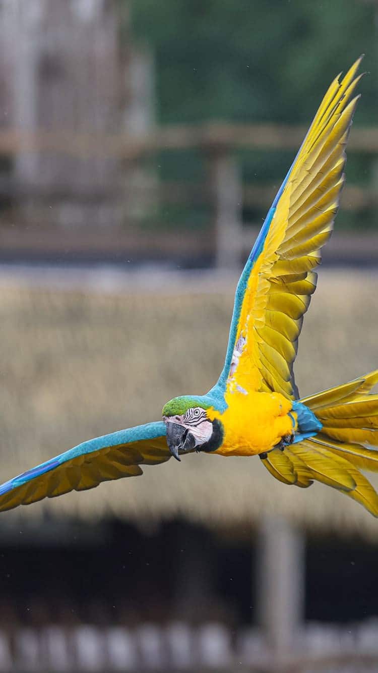cigogne maguari