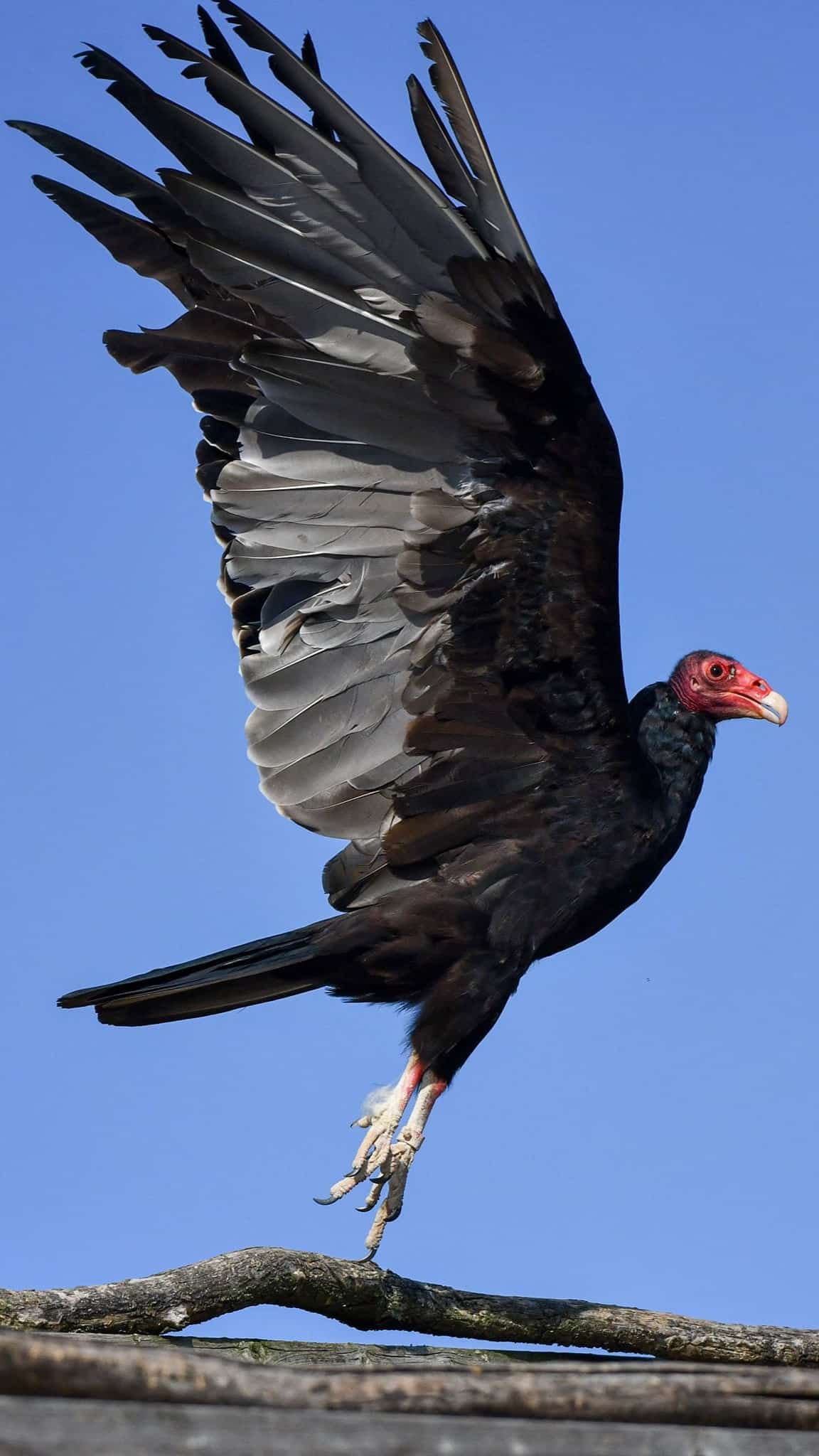 cigogne maguari
