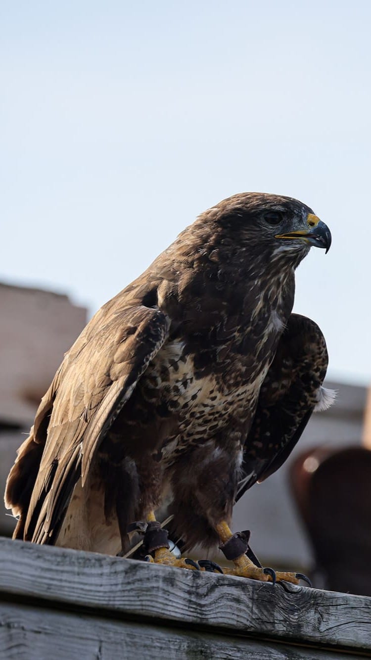 cigogne maguari