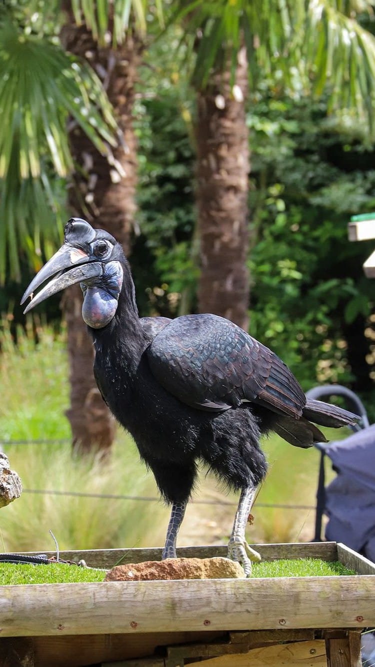 cigogne maguari