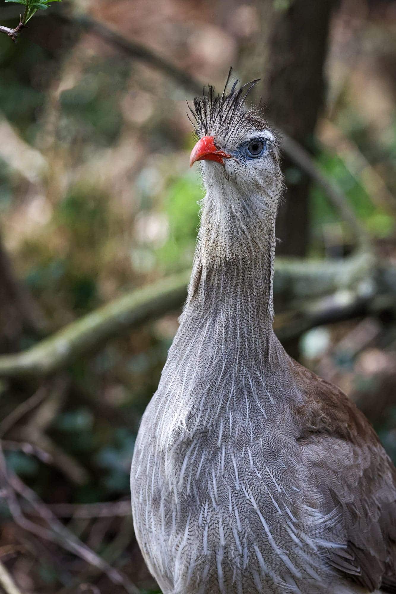cigogne maguari