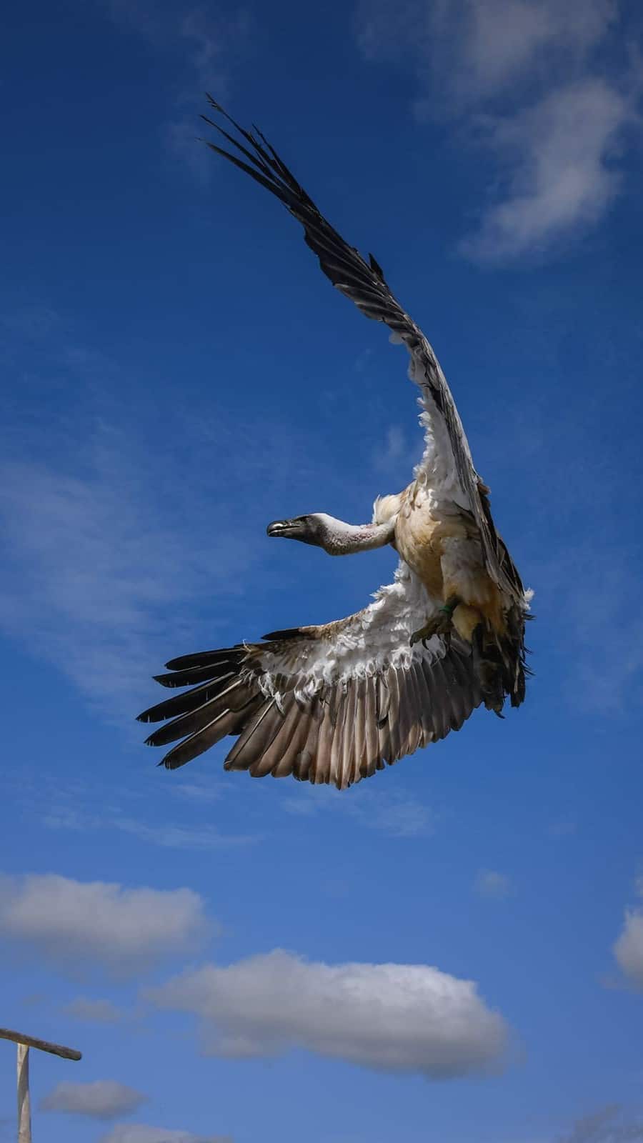 cigogne maguari