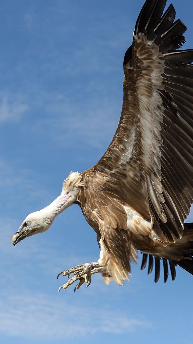 cigogne maguari