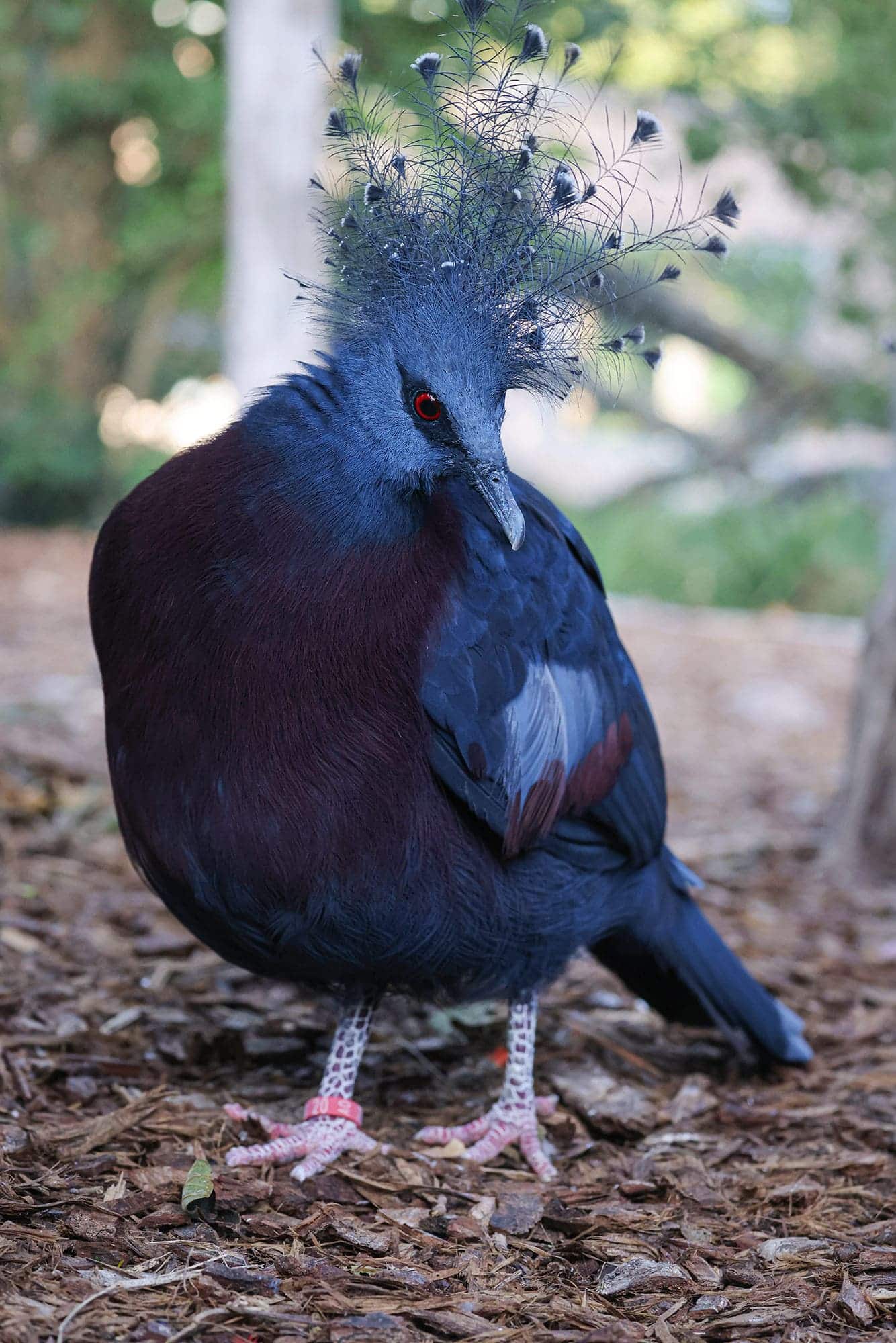 cigogne maguari