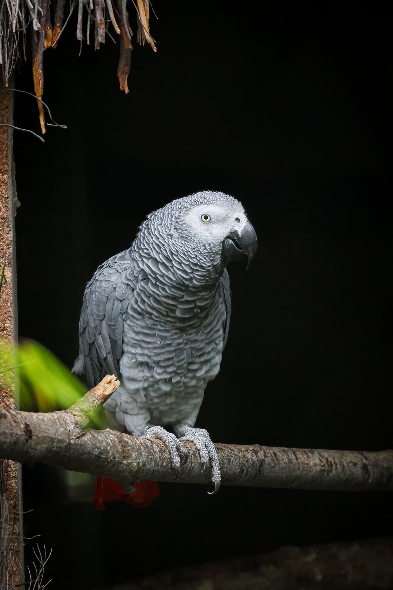 cigogne maguari