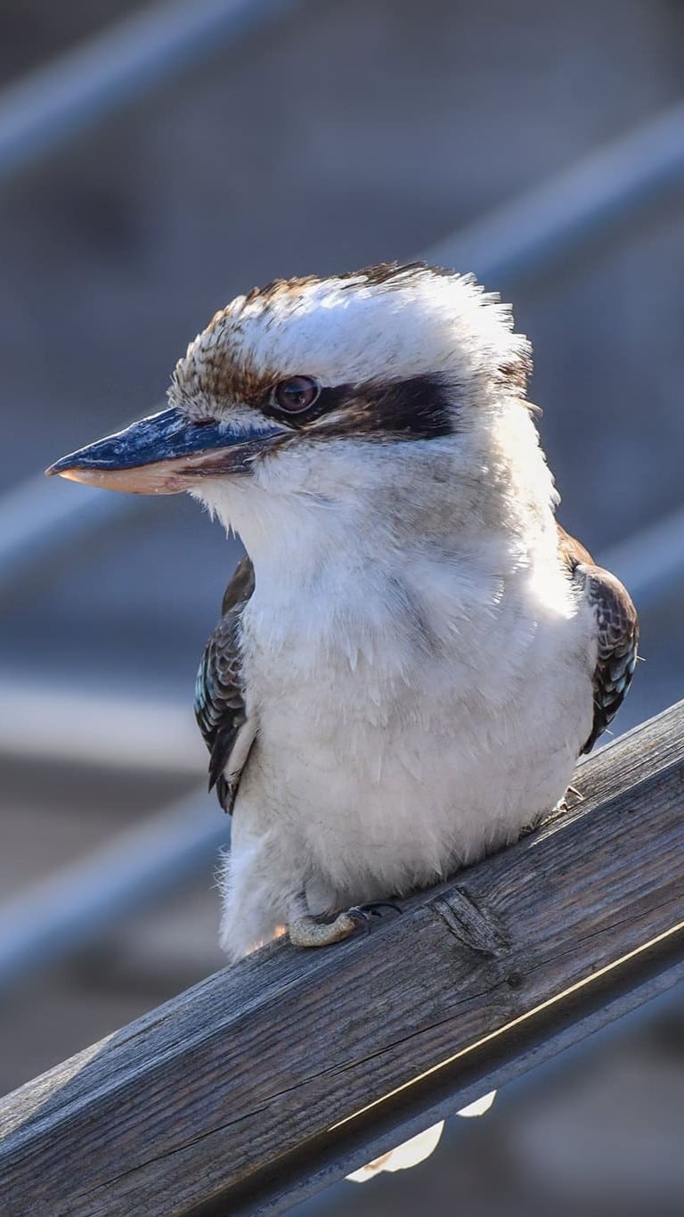 cigogne maguari