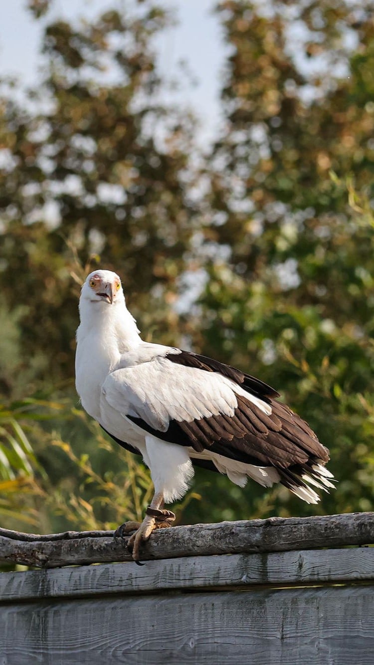 cigogne maguari