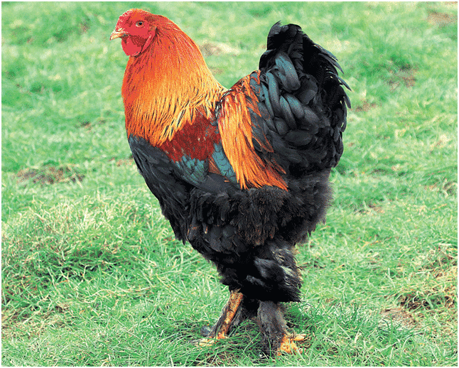 cigogne maguari