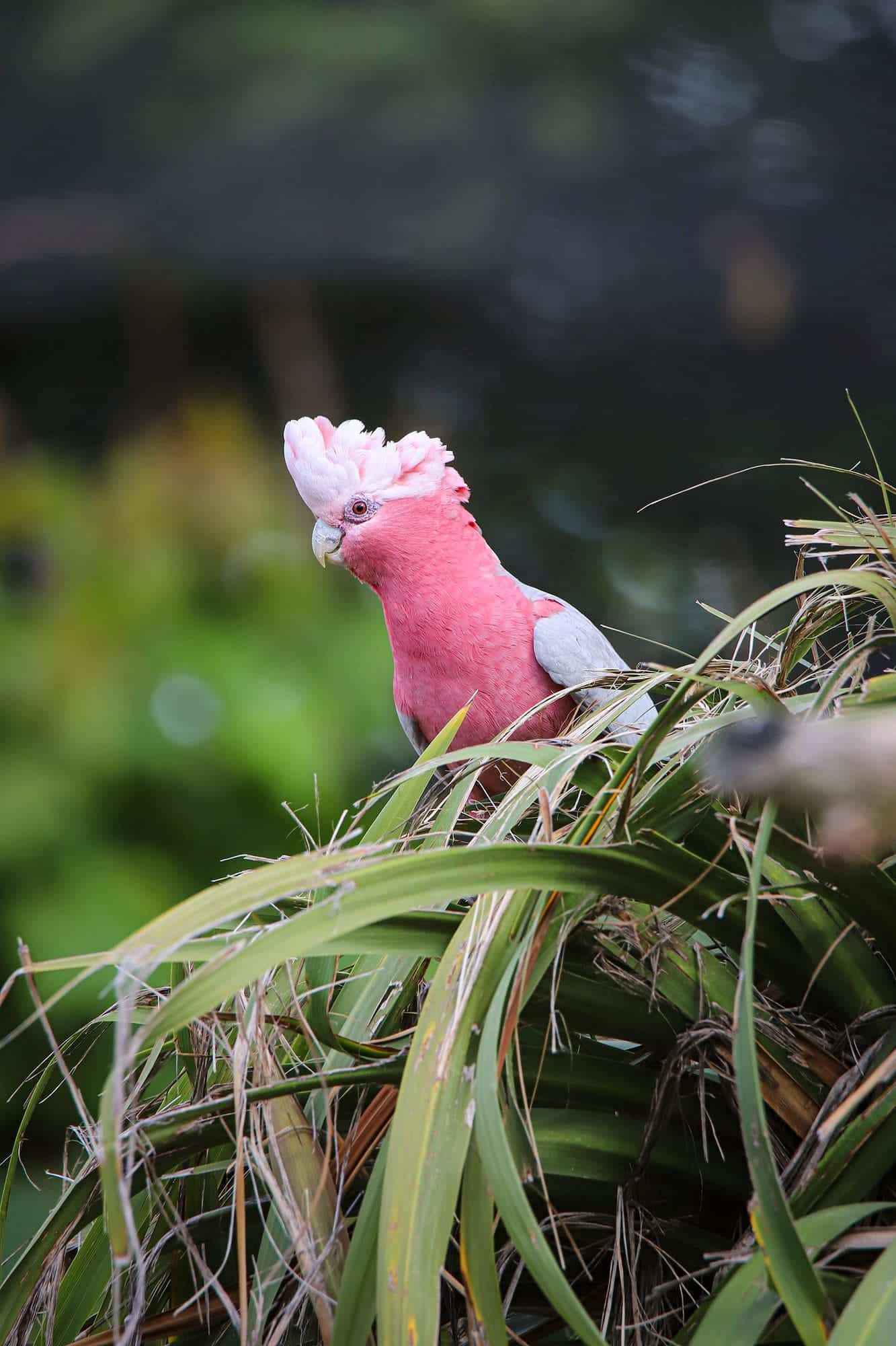 cigogne maguari