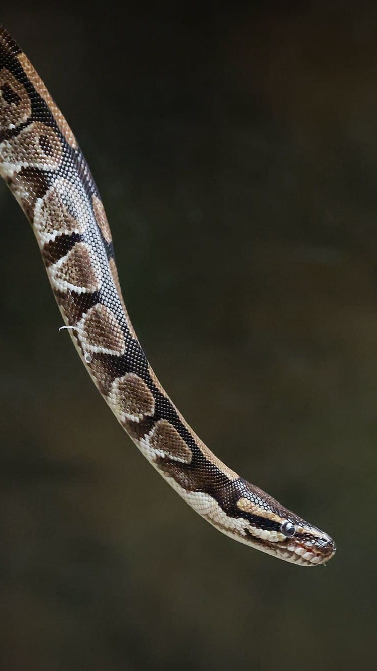 cigogne maguari