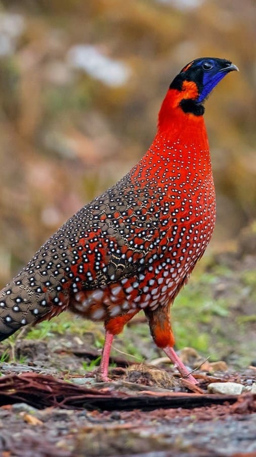 cigogne maguari