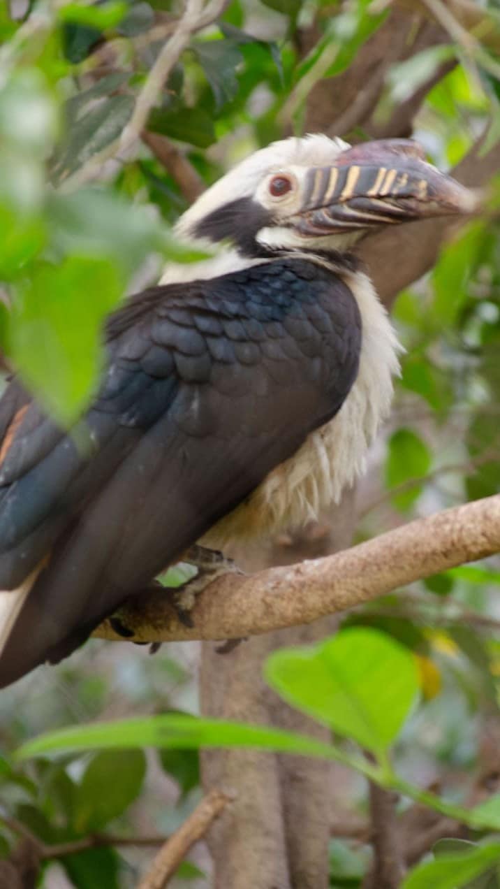 cigogne maguari