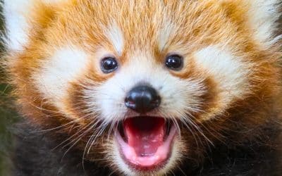 Des naissances 100% mignonnes !