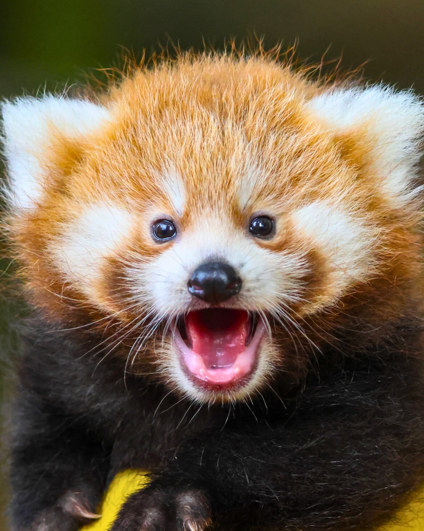 ©Melina Bigot (38) Panda Roux Zoo Boissiere