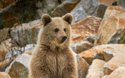 🌿 LA NOUVELLE SAISON DES PARRAINAGES EST OUVERTE !