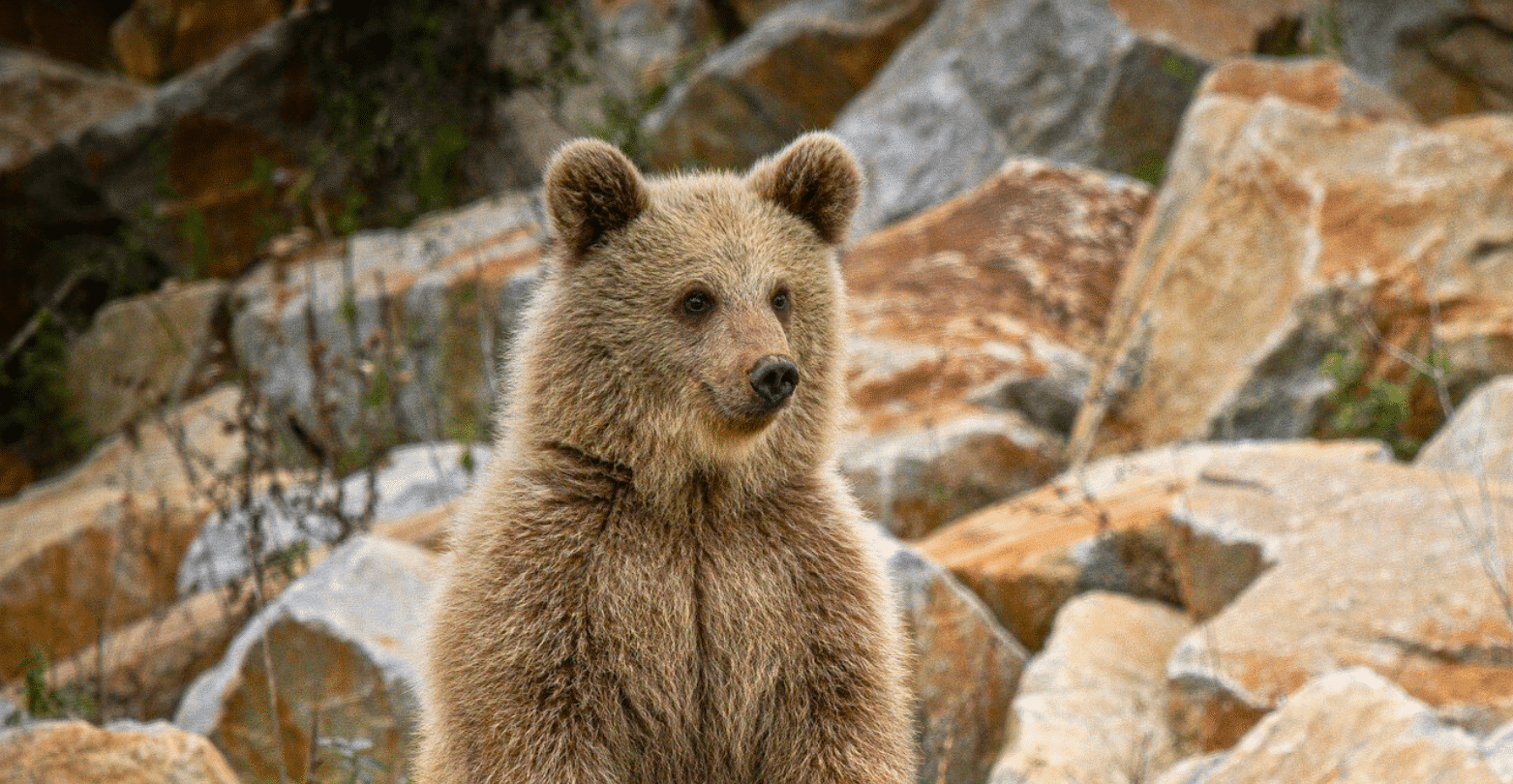 ©Melina Bigot (38) Devenez parrains !