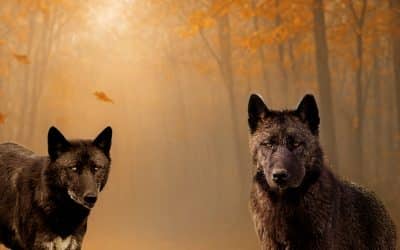 HALLOWEEN AU ZOO – Vacances d’Automne – Animations spéciales 29,30 & 31