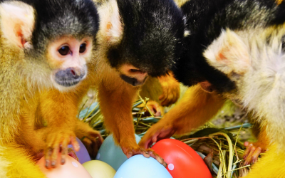🐣🌸 PÂQUES AU ZOO : DU 11 AU 26 AVRIL ! 🌸🐣