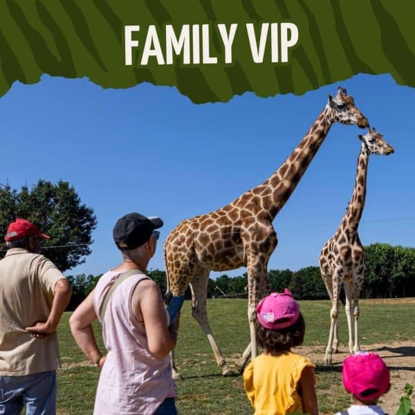 BON CADEAU - FAMILY VIP - 2026 - non daté - PACK DUO