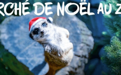 🎄 Marché de Noël s’invite au Zoo de la Boissière du Doré – Édition 2026🎅
